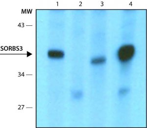 Anti-SORBS3 antibody ,Mouse monoclonal 