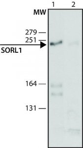 Anti-SORL1 (C-terminal) antibody produced in rabbit 