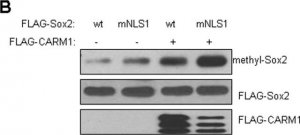 Anti-Sox2 Antibody 