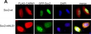 Anti-Sox2 Antibody 