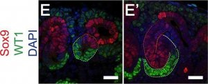 Anti-Sox9 Antibody 
