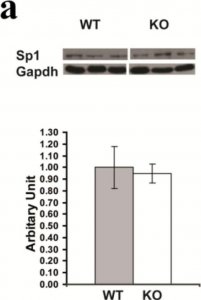 Anti-Sp1 Antibody 