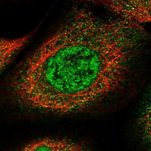 Anti-SPATA13 antibody produced in rabbit 