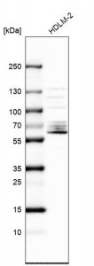 Anti-SPATA13 antibody produced in rabbit 