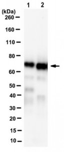 Anti-SPMD3 (nSMase2) Antibody, clone 14G5.1 