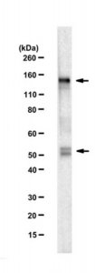 Anti-SREBP-1 Antibody, clone 2A4 