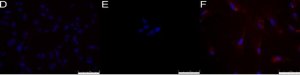 Anti-Stage-Specific Embryonic Antigen-1 Antibody, clone MC-480 