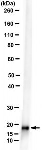 Anti-Strep-Tag Antibody, clone C23.21 