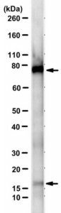 Anti-SUMO-1 Antibody, clone 21C7 