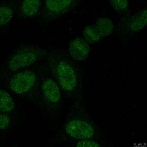 Anti-SUMO-2/3 Antibody, clone 8A2 
