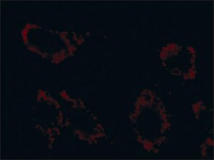 Anti-Superoxide Dismutase (MnSOD) (DD-17)Cy3 antibody produced in rabbit 