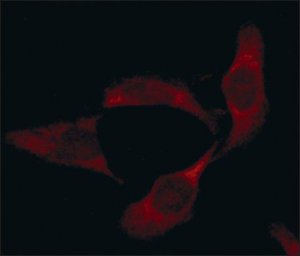 Anti-Superoxide Dismutase (MnSOD) (DD-17)Cy3 antibody produced in rabbit 