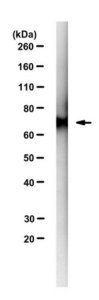 Anti-TAF-15 Antibody, clone 12F11 