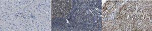 Anti-TC PTPase (PTPN2) Antibody, clone 9E9.1 
