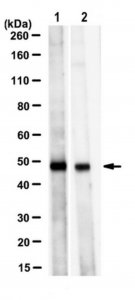 Anti-TC PTPase (PTPN2) Antibody, clone 9E9.1 