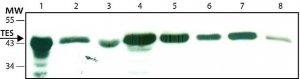Anti-TES antibody ,Mouse monoclonal 