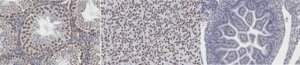 Anti-Tex19.1 Antibody, clone 7TEX-1F11 