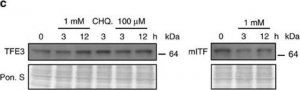 Anti-TFE3 antibody produced in rabbit 
