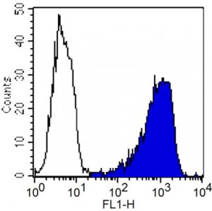 Anti-Thy-1.1 Antibody, clone OX-7 
