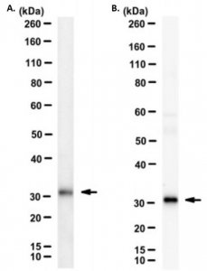 Anti-TIGIT Antibody, clone 1G9 