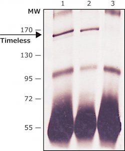 Anti-Timeless (C-terminal) antibody produced in rabbit 