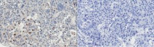 Anti-TIMP-4 Antibody, clone 9:4-7 
