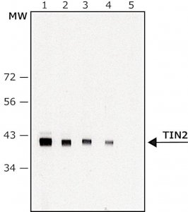 Anti-TIN2 antibody, Mouse monoclonal 