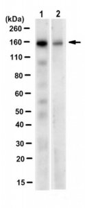 Anti-TKS5 Antibody, clone 13H6.3 