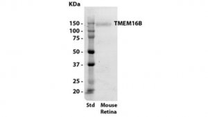 Anti-TMEM16B Antibody, clone 13B8 