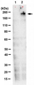 Anti-TNRC6ABC Antibody, clone 7A9 