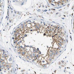 Anti-TRAF6 antibody produced in rabbit 