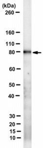 Anti-Transglutaminase-2 Antibody, FN binding domain Antibody, clone 4G3 
