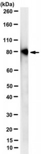 Anti-Transglutaminase-2 Antibody, FN binding domain Antibody, clone 4G3 