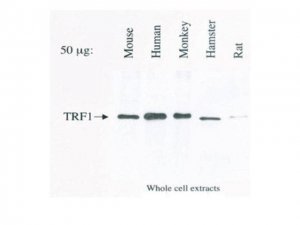 Anti-TRF1 Antibody, clone BED5 57-6 