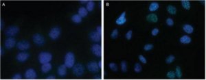 Anti-TRF2 Antibody, clone T2JKM3 