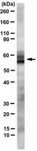 Anti-TRF2 Antibody, clone T2JKM3 