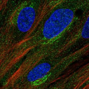 Anti-TRIM55 antibody produced in rabbit 