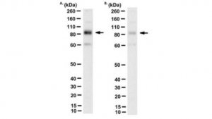 Anti-TrpV2 Antibody, clone 2D6 