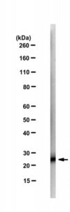 Anti-Tspan8-C Antibody, clone 51/15-8G4-17-42-1 