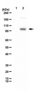 Anti-TTC39B 