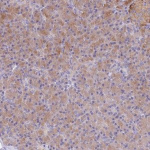 Anti-TYW1B antibody produced in rabbit 