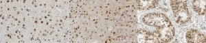 Anti-UBE3A Antibody, clone 10H7.1 