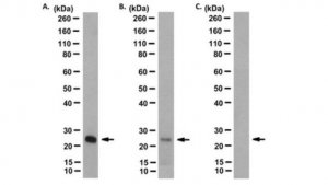 Anti-Ubiquitinated Histone H2B (Lys123) Antibody, clone 1B3F12/A9 