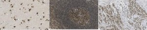 Anti-UBR5 Antibody, clone 16G10.1 