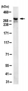 Anti-UBR5 Antibody, clone 16G10.1 