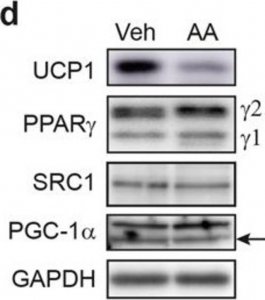 Anti-UCP-1 antibody produced in rabbit 