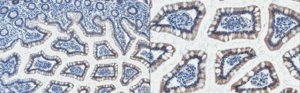 Anti-UGT1A10 Antibody, clone 20H1 