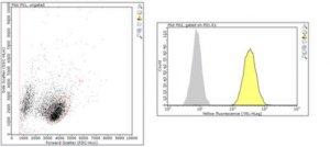 Anti-uPAR (CD87) Antibody, clone 5D6 
