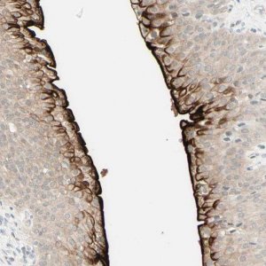 Anti-UPK3B antibody produced in rabbit 