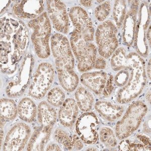 Anti-USP33 antibody produced in rabbit 